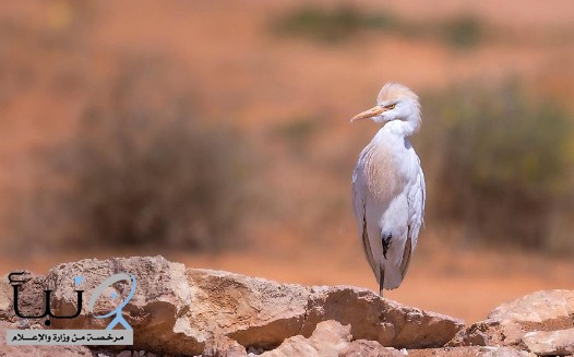 محمية الإمام تركي بن عبدالله الملكية تستخدم أحدث التقنيات للزراعة لتحقيق  الاستدامة البيئية المثالية - صحيفة نبأ