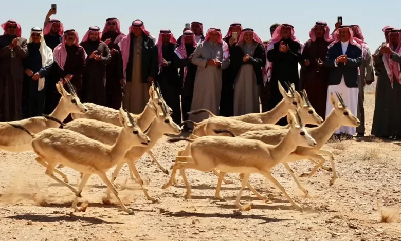 إطلاق 19 من غزال الريم بمحمية الملك سلمان بن عبدالعزيز الملكية