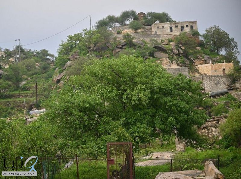 جبل سلا في العارضة.. طبيعةٌ بكر تشع جمالًا
