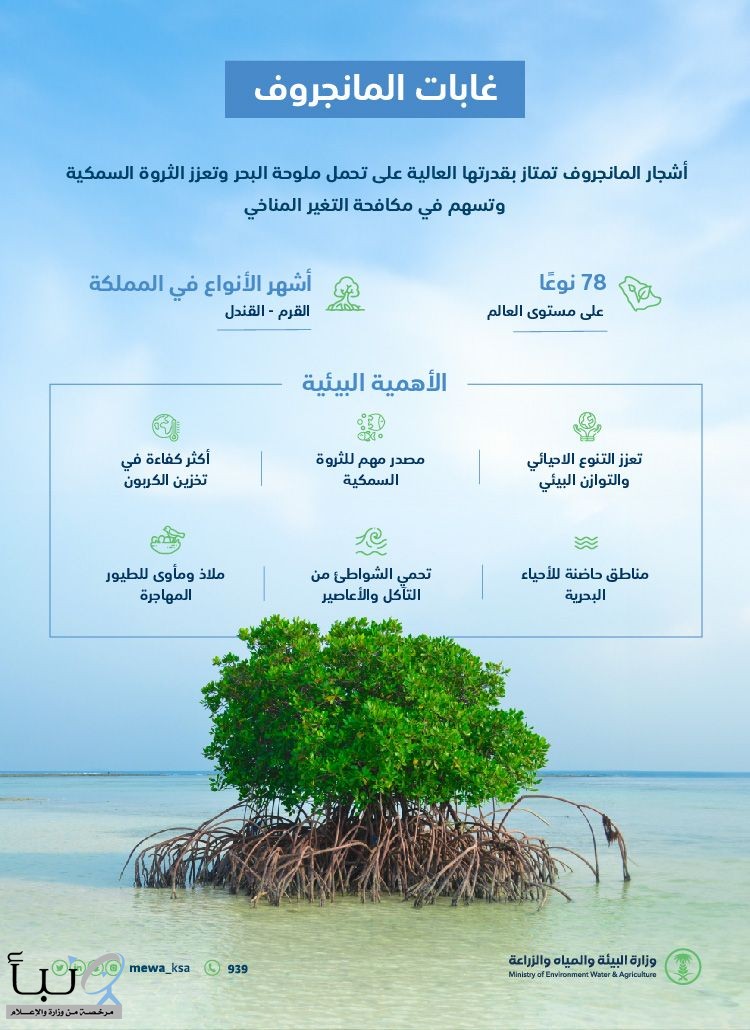 "البيئة": غابات أشجار المانجروف من أكثر النظم البيئية كفاءة في تخزين الكربون "البيئة": غابات أشجار المانجروف من أكثر النظم البيئية كفاءة في تخزين الكربون
