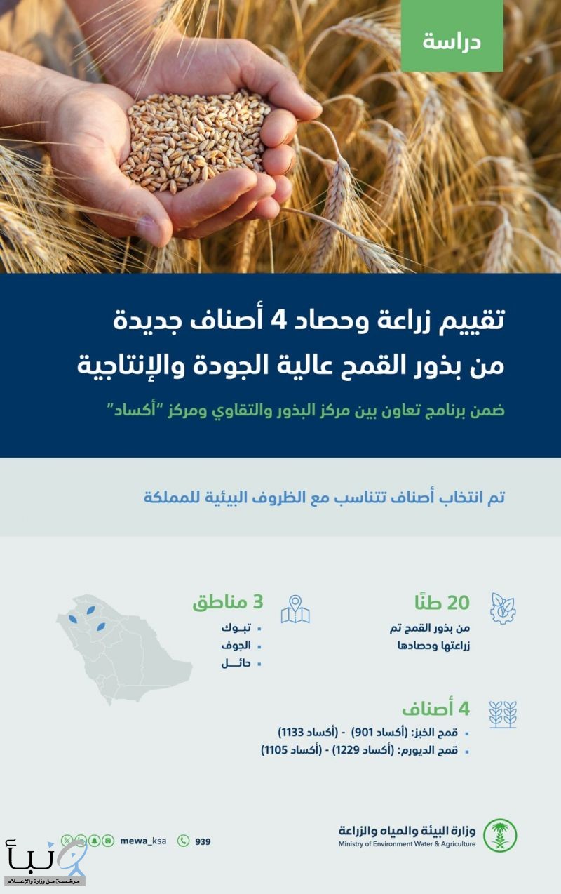 "البيئة": دراسة لتقييم زراعة وحصاد 4 أصناف جديدة من بذور القمح عالية الجودة والإنتاجية تتناسب مع الظروف البيئية للمملكة