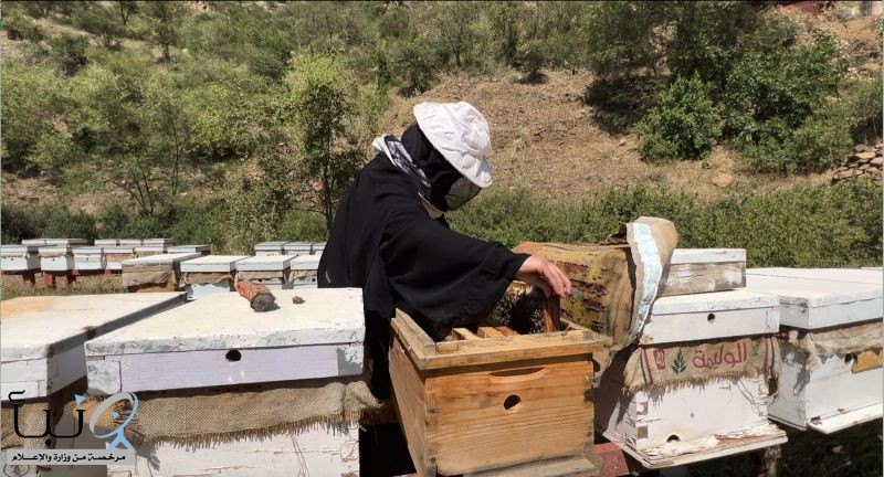 ريف السعودية": برنامج إكثار نحل العسل يسهم بتحقيق إنتاجية بنسبة (200%) في أربعة مناحل نموذجية