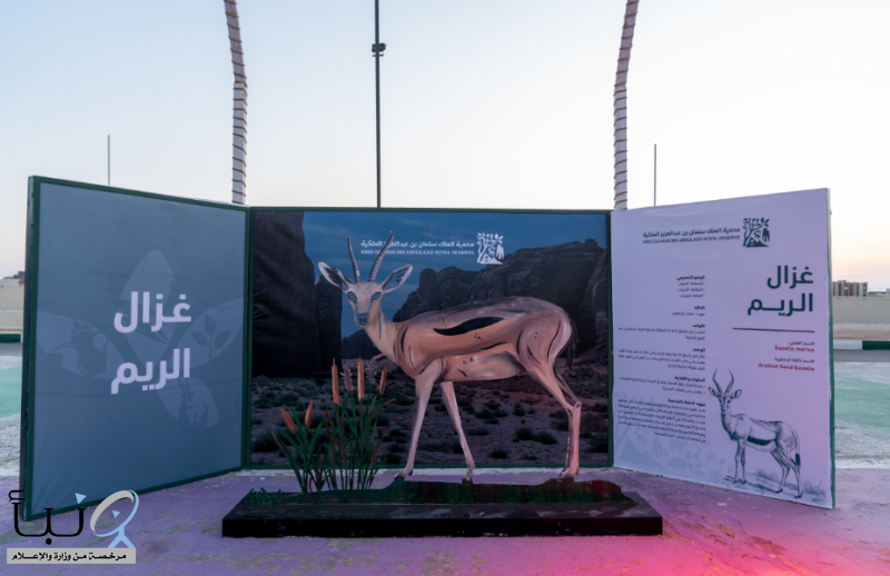 انطلاق مهرجان محمية الملك سلمان بن عبدالعزيز الملكية وسط اقبال كبير من الزوار  ‎ ‎