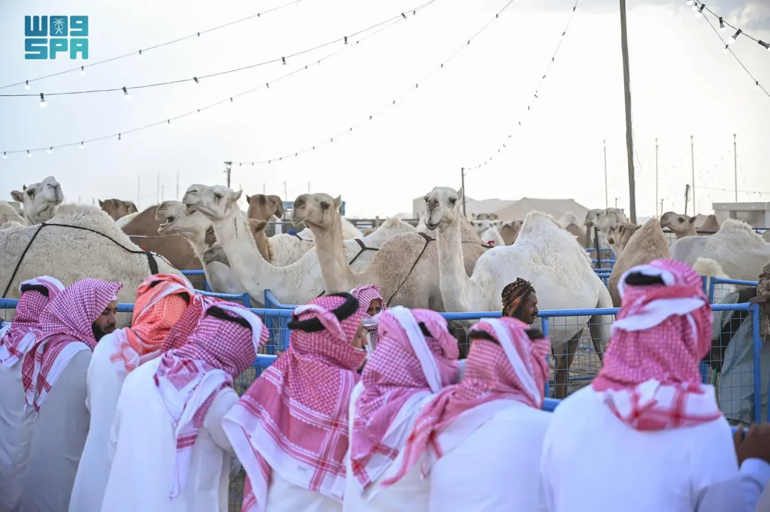 إعلان نتائج منافسات مسابقة المزايين لفئة #المفاريد بمهرجان #جادة_الإبل