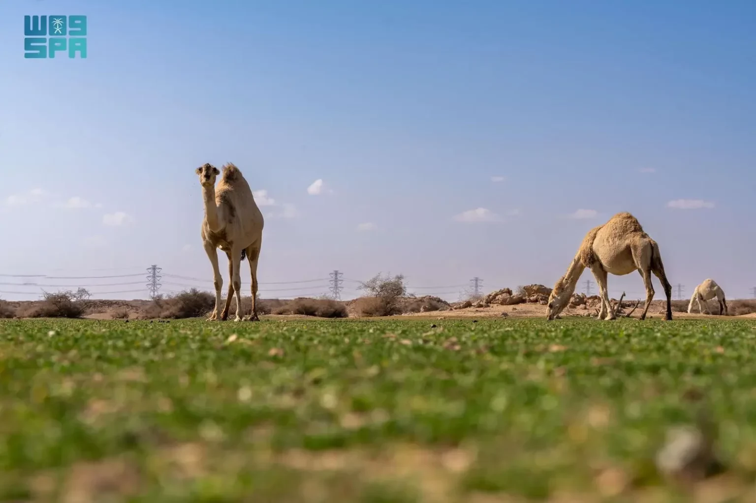 الإبل في فياض غرب رفحاء.. لوحة جمالية تجمع الطبيعة والتراث