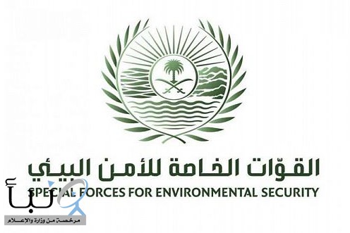 #الأمن_البيئي : ضبط مواطنًا مخالفًا لارتكابه مخالفة رعي بمحمية الإمام عبدالعزيز بن محمد الملكية #عاجل