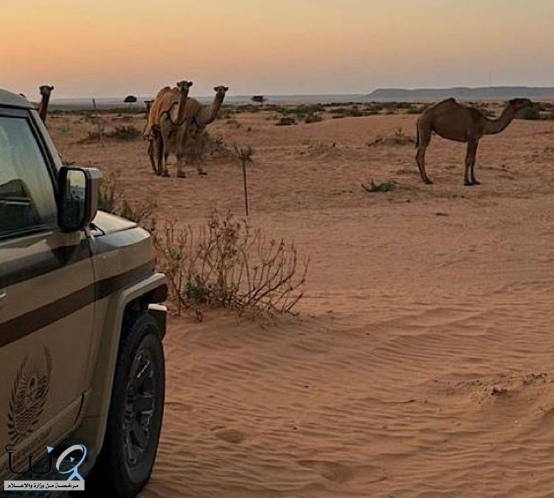 “الأمن البيئي” يضبط مواطنًا لارتكابه مخالفة رعي في محمية الملك عبدالعزيز #عاجل