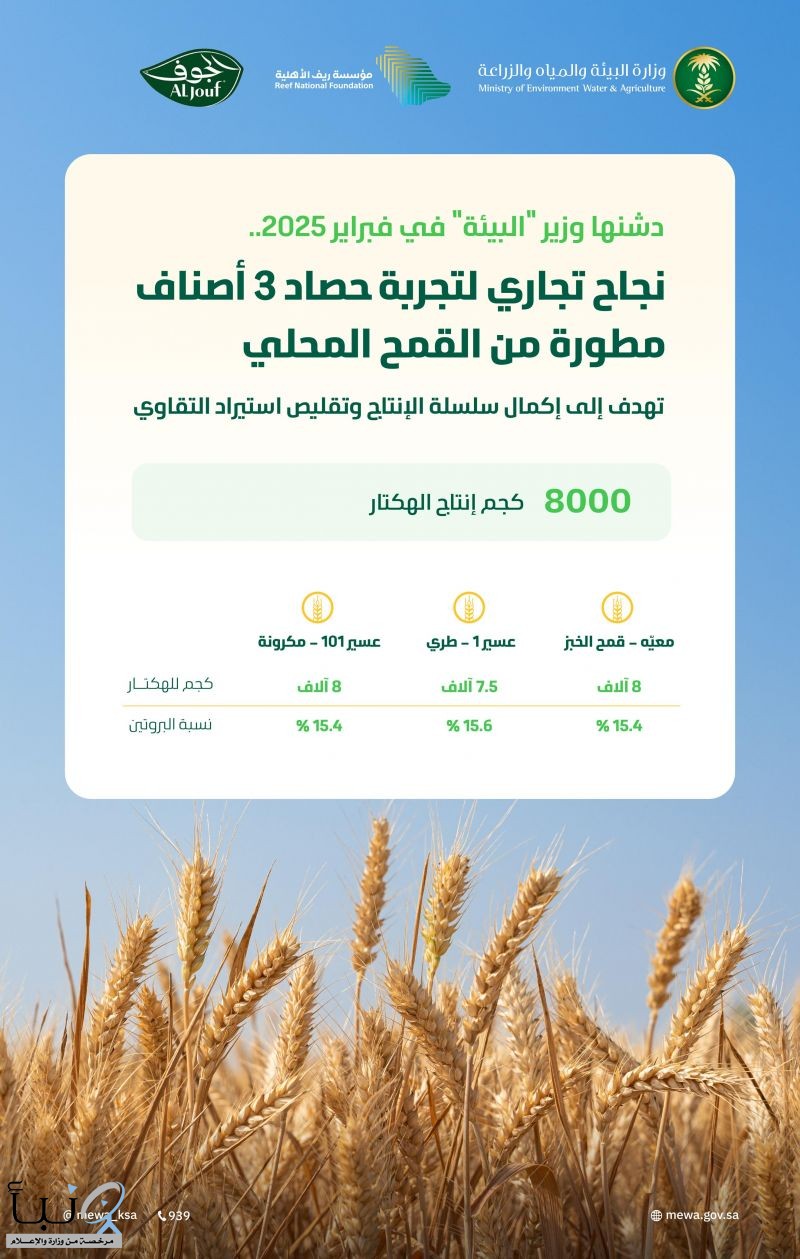 "البيئة": نجاح تجاري لتجربة حصاد 3 أصناف مطورة من القمح المحلي بإنتاج 8 آلاف كجم للهكتار