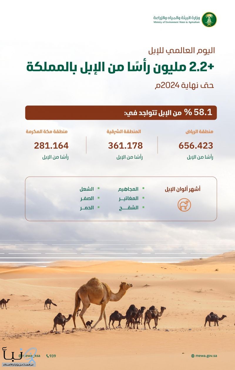 "البيئة": أكثر من (2.2) مليون رأس من الإبل في المملكة تجسد أهمية الموروث الوطني السعودي في تعزيز الأمن الغذائي ودعم الاقتصاد