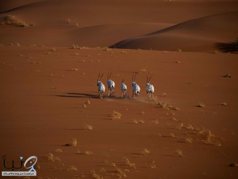 تسجيل محمية عروق بني معارض في القائمة الخضراء للاتحاد الدولي لحماية الطبيعة