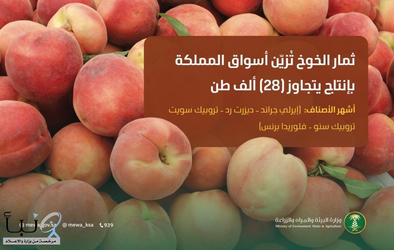 ثمار الخوخ تُزيّن أسواق المملكة وإنتاجها المحلي يتجاوز(28) ألف طن