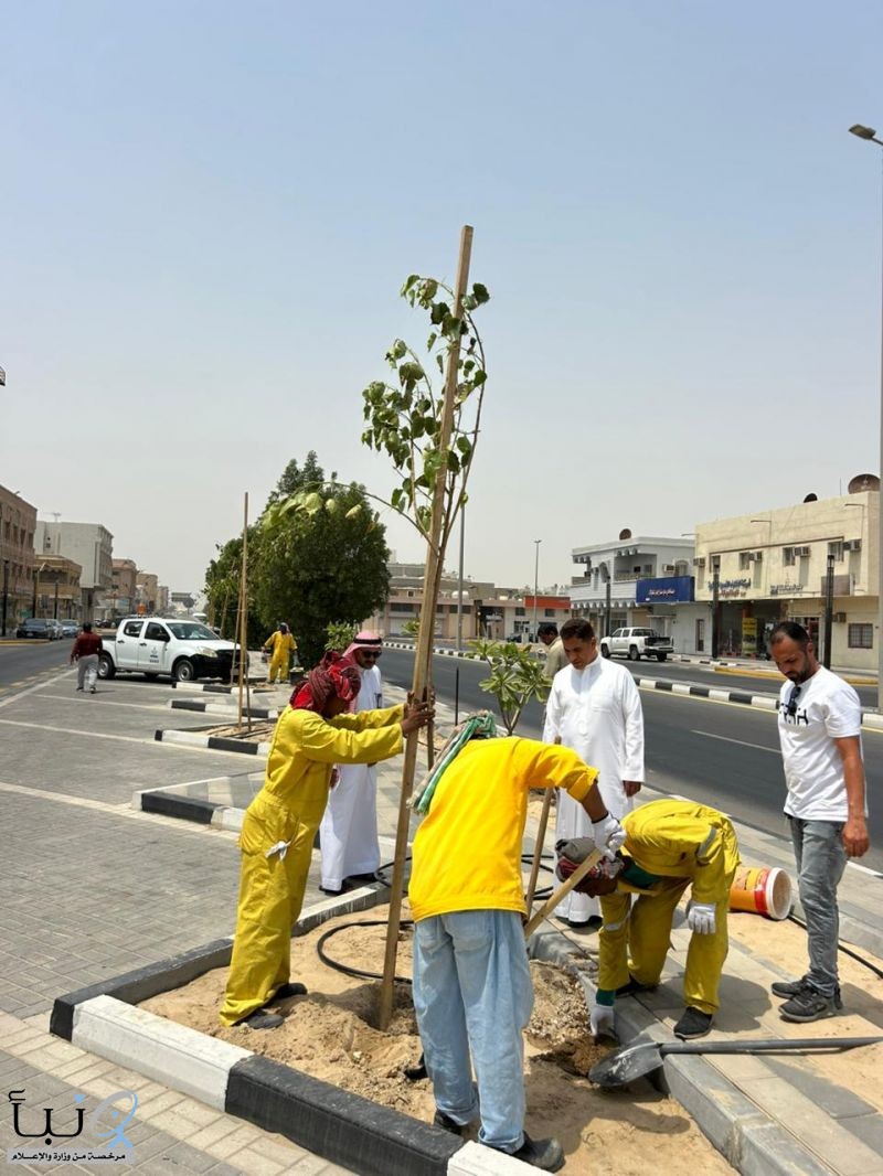 بلدية رأس تنورة تزرع أكثر من 23 ألف زهرة و 6500 متر مربع مسطحات خضراء تعزيزا لزيادة الرقعة الخضراء