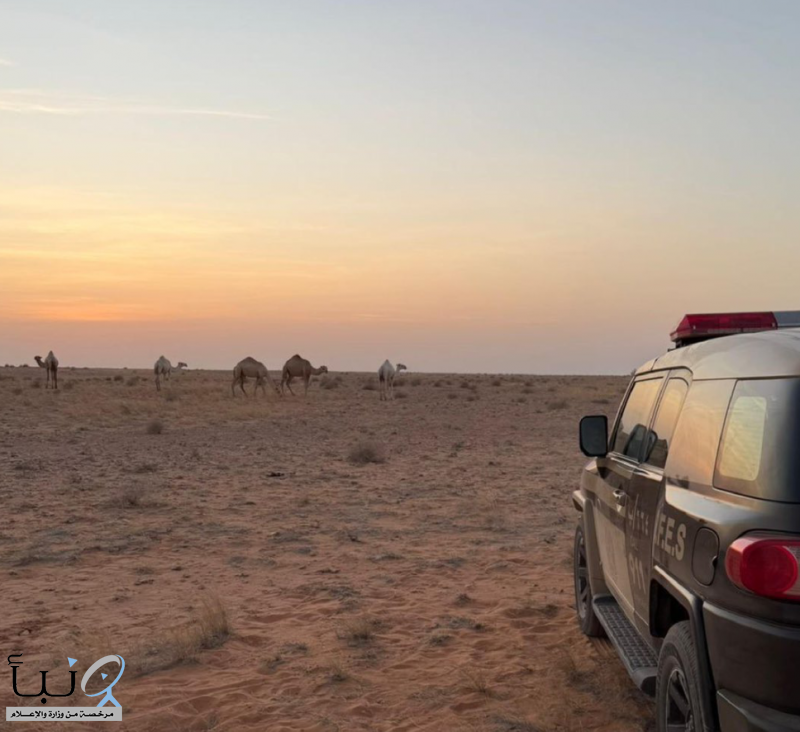 #الأمن_البيئي تضبط مواطنًا مخالفًا لارتكابه مخالفة رعي في محمية الإمام عبدالعزيز بن محمد الملكية