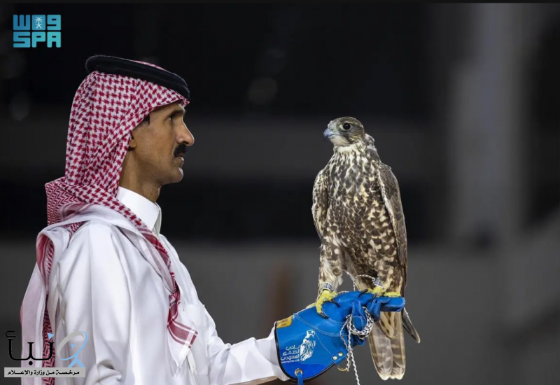 ثلاثة صقور منغولية تُباع بـ420 ألف ريال في معرض الصقور والصيد السعودي الدولي 2025