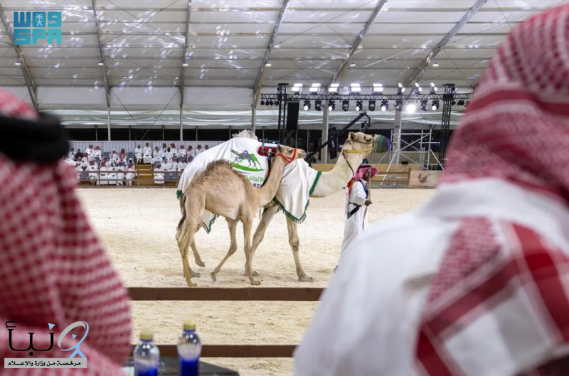ختام مزاد الهجن بمبيعات وصلت مليون ونصف مليون ريال بمعرض الصقور والصيد السعودي الدولي 2025