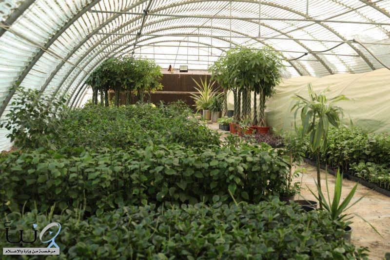 أمانة الأحساء تُضاعف إنتاج المشتل المركزي إلى مليوني شتلة زهور سنويًا