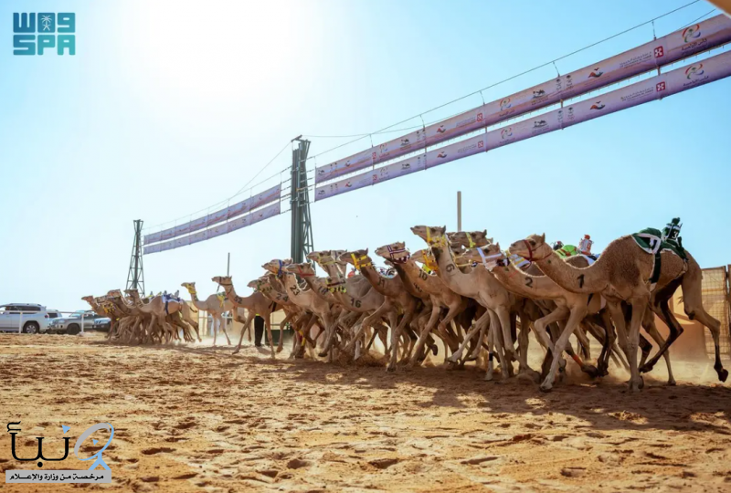 الهجن السعودية ترفع رصيدها إلى ثلاثة كؤوس في بطولة كأس الأولمبية السعودية للهجن 2025