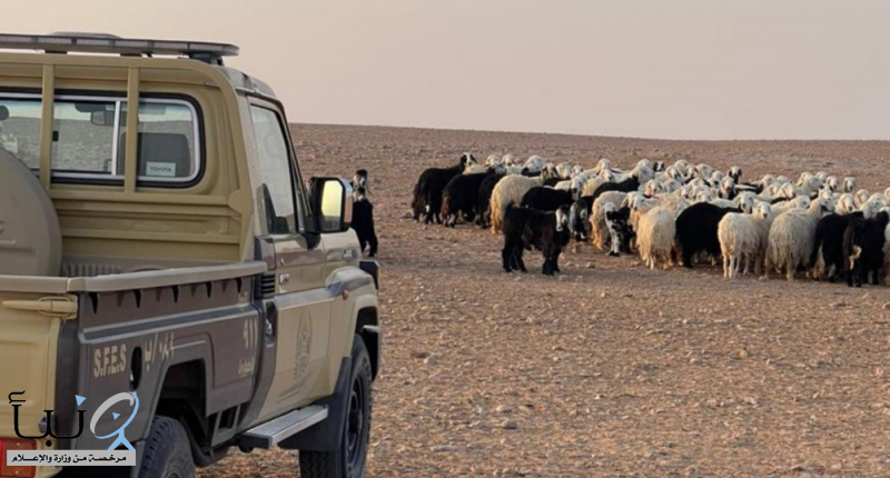 القوات الخاصة للأمن البيئي تضبط مخالفيَن لنظام البيئة القوات الخاصة للأمن البيئي تضبط مخالفيَن لنظام البيئة
