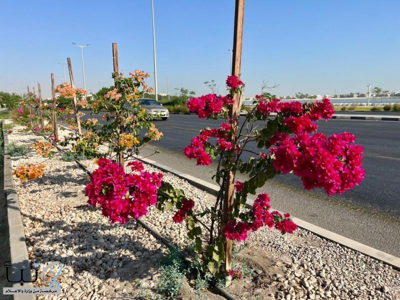 بلدية القطيف: جهود متواصلة وإنجازات تنموية نحو بيئة مستدامة خلال أكتوبر 2025م