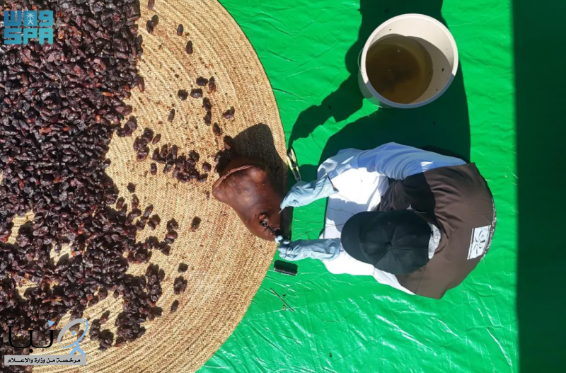 فعالية “يوم الشنّة” تختتم موسم سوق المزارعين في العُلا وتُبرز أصالة الموروث الزراعي فعالية “يوم الشنّة” تختتم موسم سوق المزارعين في العُلا وتُبرز أصالة الموروث الزراعي