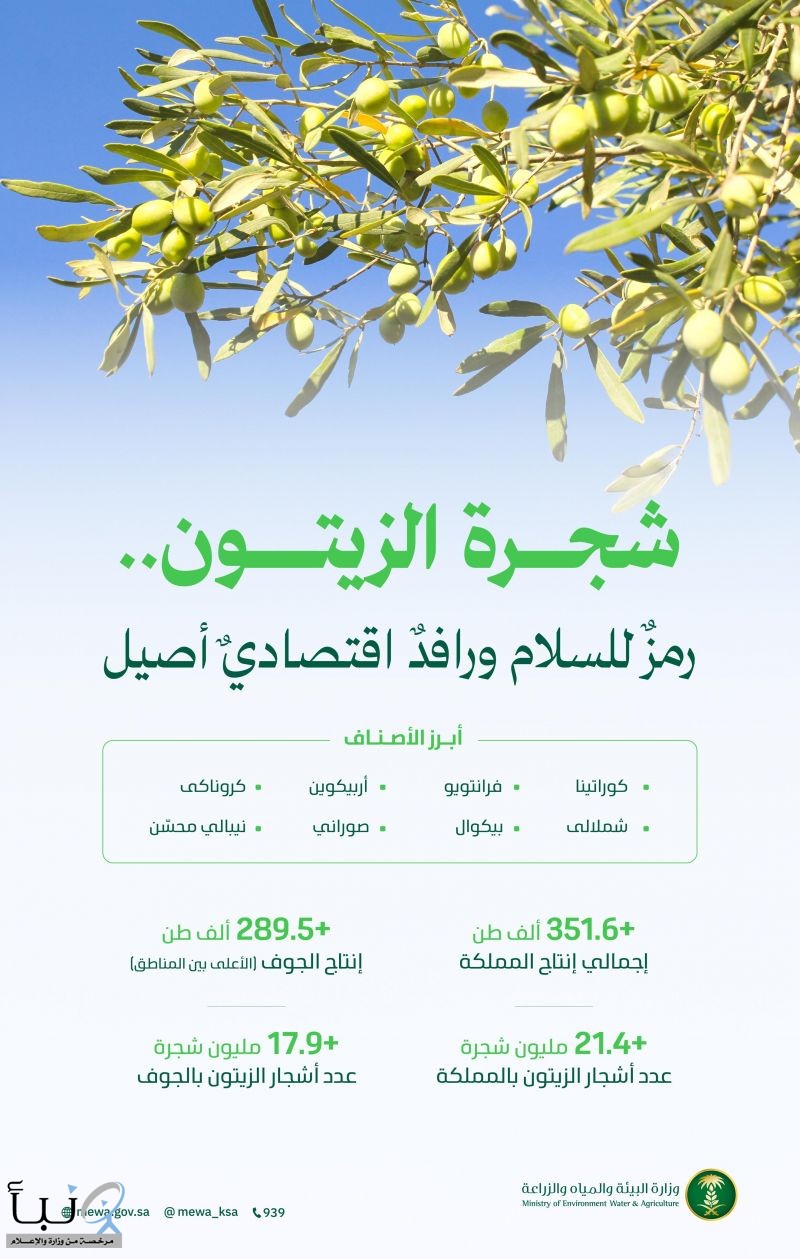 في اليوم العالمي لشجرة الزيتون.. ارتفاع إنتاج المملكة إلى 351.6 ألف طن والجوف تحتضن نحو 18 مليون شجرة