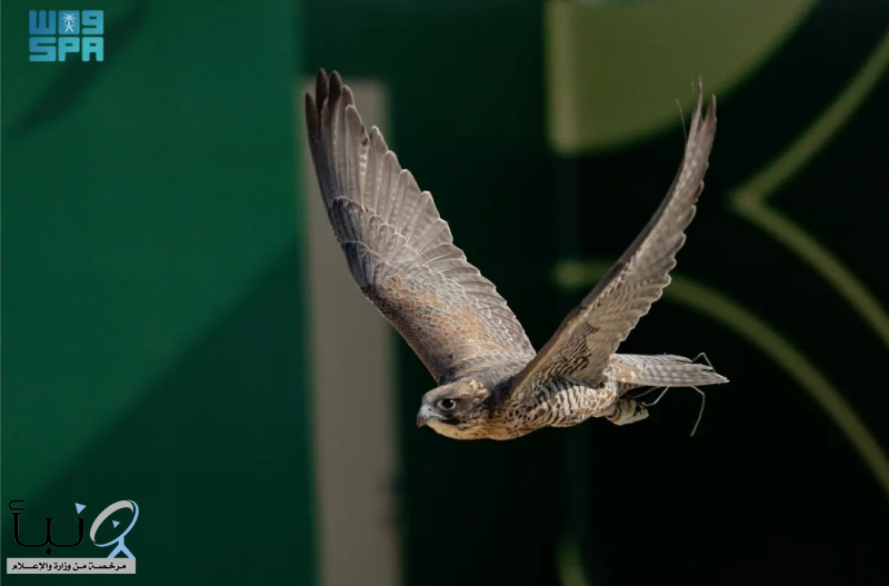 (182) صقرًا يتنافسون في سابع أيام “كأس نادي الصقور”.. وصقارة سعودية تتصدر أحد أشواطه