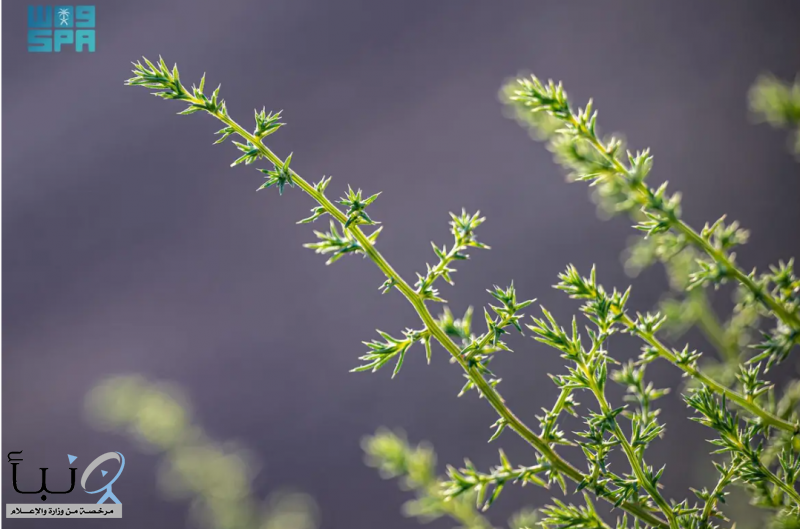 ظهور الشوك الروسي في منطقة الحدود الشمالية