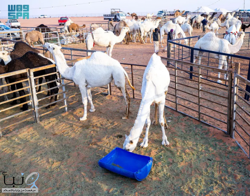 “مهرجان الملك عبدالعزيز” ينعش أسواق الإبل في المملكة ودول الخليج
