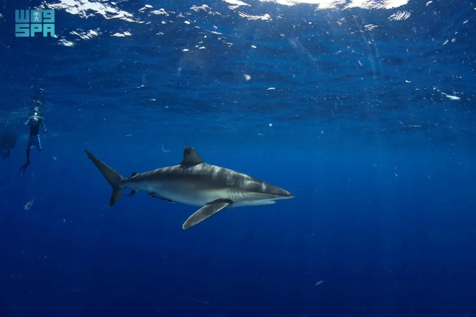 إصدار أول ترخيص لتجربة “الغوص مع أسماك القرش” في محمية رأس حاطبة