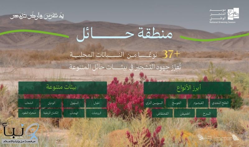 البرنامج الوطني للتشجير: الطلح والقيصوم والعوسج والسوسن البري أكثر النباتات المحلية انتشارًا في حائل