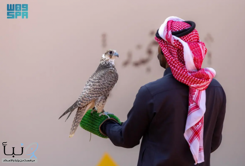 120 صقارًا يدشنون أشواط نخبة المحليين في انطلاق مهرجان الملك عبدالعزيز للصقور 2025