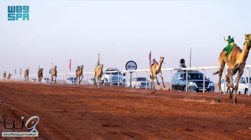 نتائج الفائزين بالأشواط الأولى في جائزة الملك عبدالعزيز لسباقات الهجن