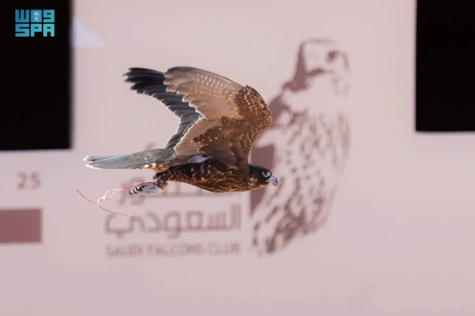 تتويج 6 أبطال بكؤوس الملك عبدالعزيز للمُلاك الدوليين في مهرجان الصقور 2025