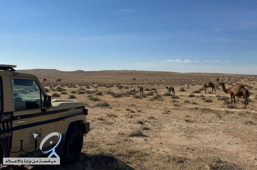 “الأمن البيئي” يضبط مواطناً لرعيه 30 متناً من الإبل في مواقع محظورة بمحمية الملك عبدالعزيز