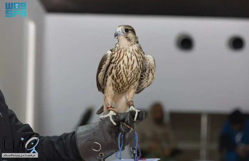 تتويج نخبة المحليين في 12 كأسًا بمهرجان الملك عبدالعزيز للصقور 2025