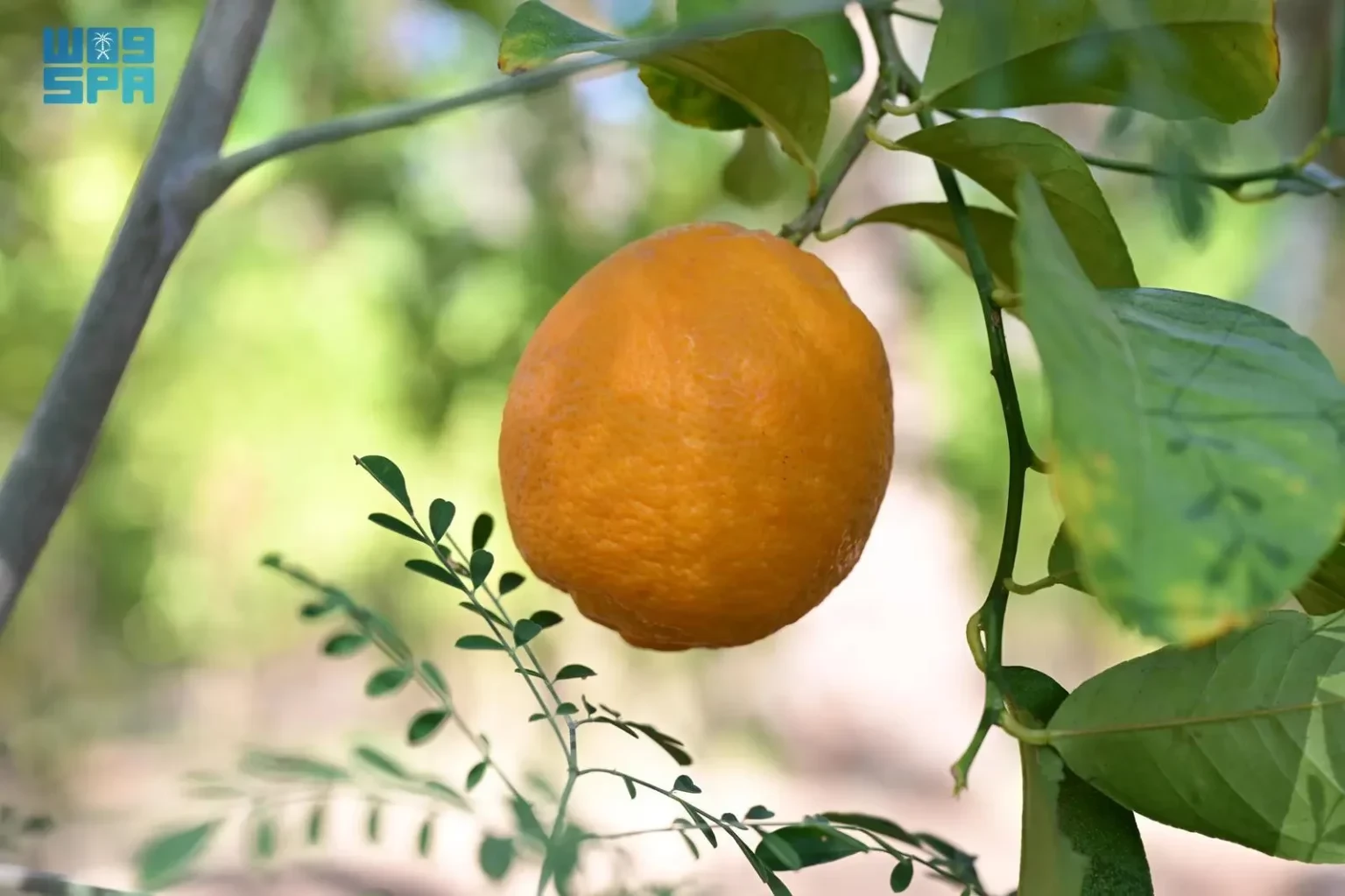 إطلاق النسخة الجديدة من “موسم العُلا للحمضيات”