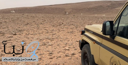 “الأمن البيئي” يضبط مواطناً مخالفاً لرعي الإبل في محمية الملك عبدالعزيز الملكية