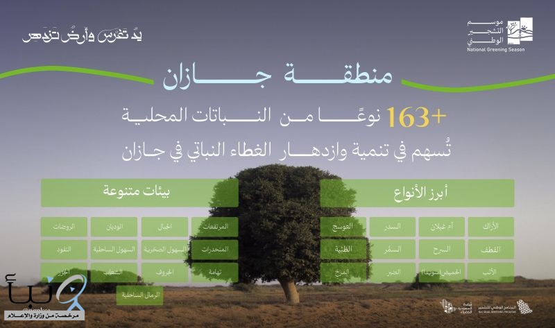 البرنامج الوطني للتشجير: انتشار   165نوعًا من النباتات المحلية في بيئات جازان يُعزّز جهود التشجير في المنطقة