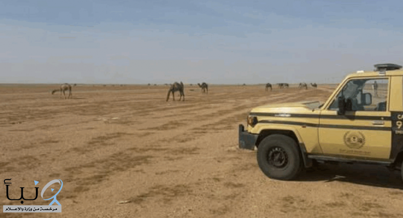 “الأمن البيئي” يضبط مواطنًا خليجيًا لارتكابه مخالفة رعي في محمية الملك عبدالعزيز الملكية