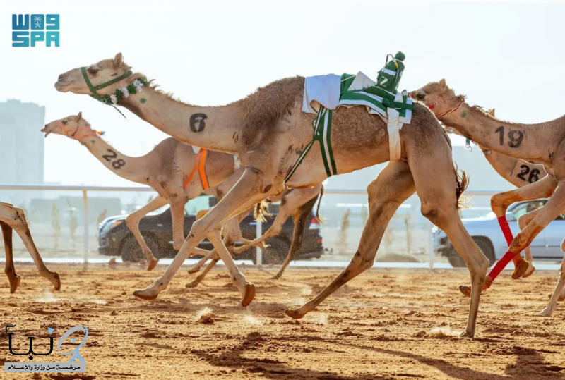 تتويج أبطال كؤوس مهرجان خادم الحرمين الشريفين لفئة “الجذاع”