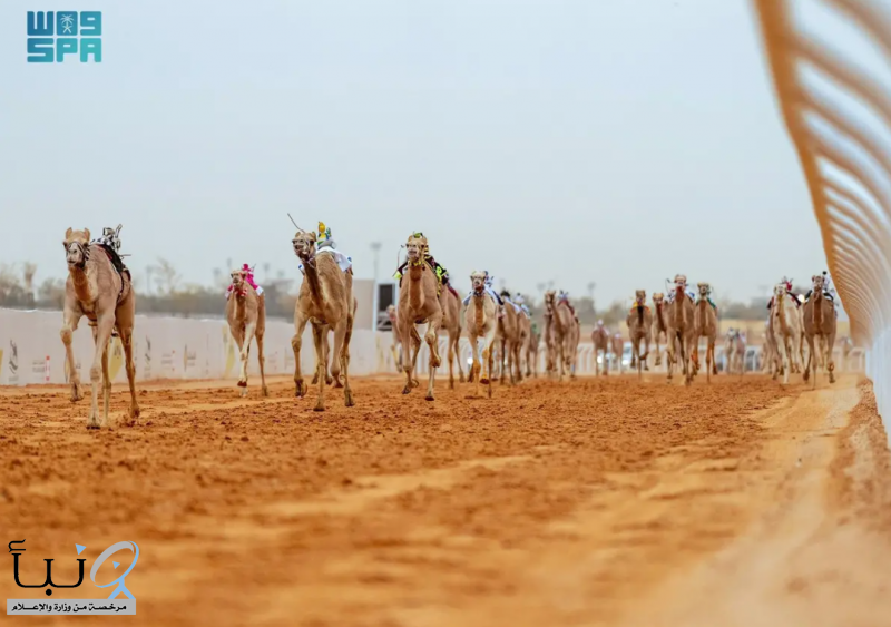 ميدان الجنادرية يستعد لختام مهرجان خادم الحرمين الشريفين للهجن 2026
