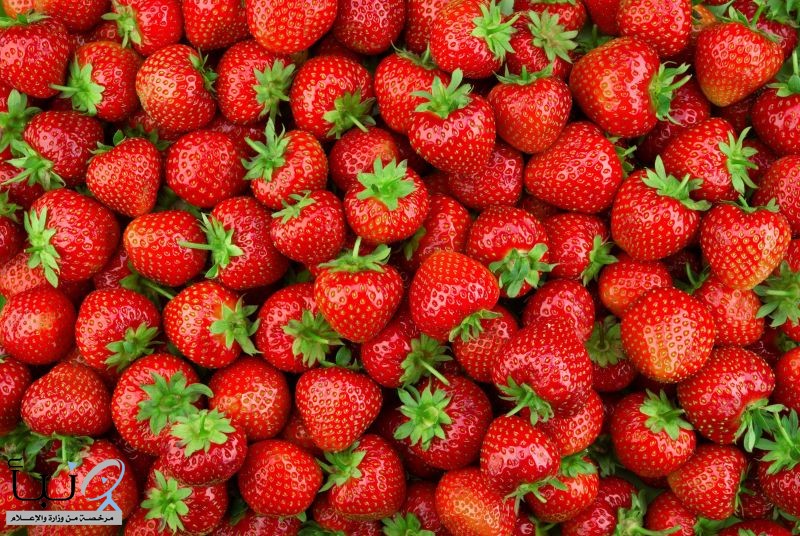 "البيئة": تدشن موسم الفراولة السعودي