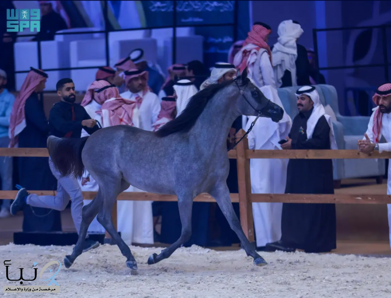 انطلاق مهرجان الشرقية الدولي لجمال الخيل العربية الأصيلة بالأحساء