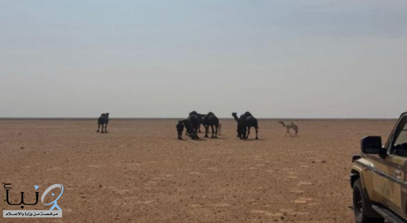 الأمن البيئي يضبط مخالفًا في محمية الإمام عبدالعزيز بن محمد الملكية