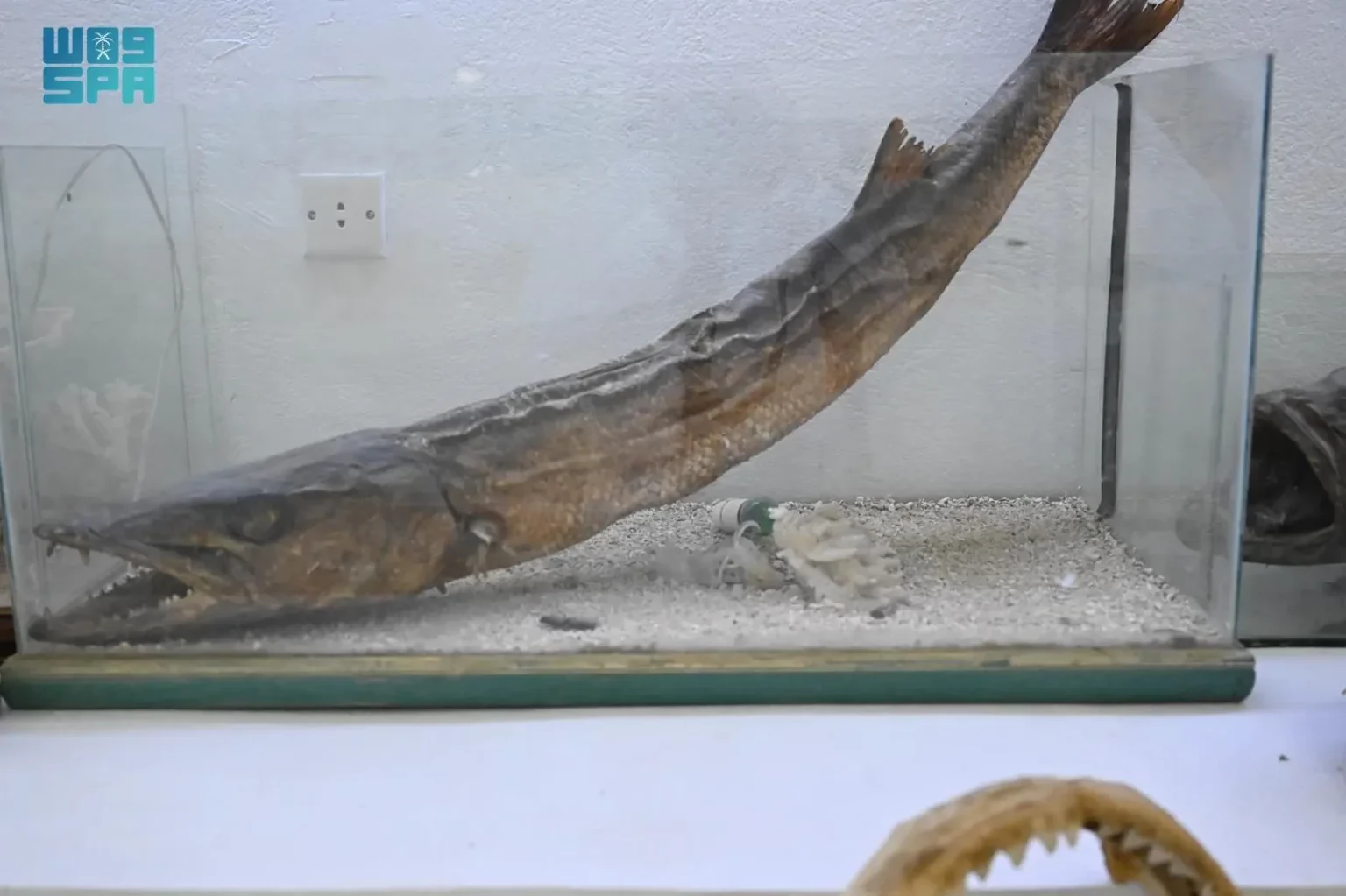 متحف فرسان البحري.. وجهة ثقافية توثق ثراء البحر الأحمر وتعزز السياحة البيئية في جازان