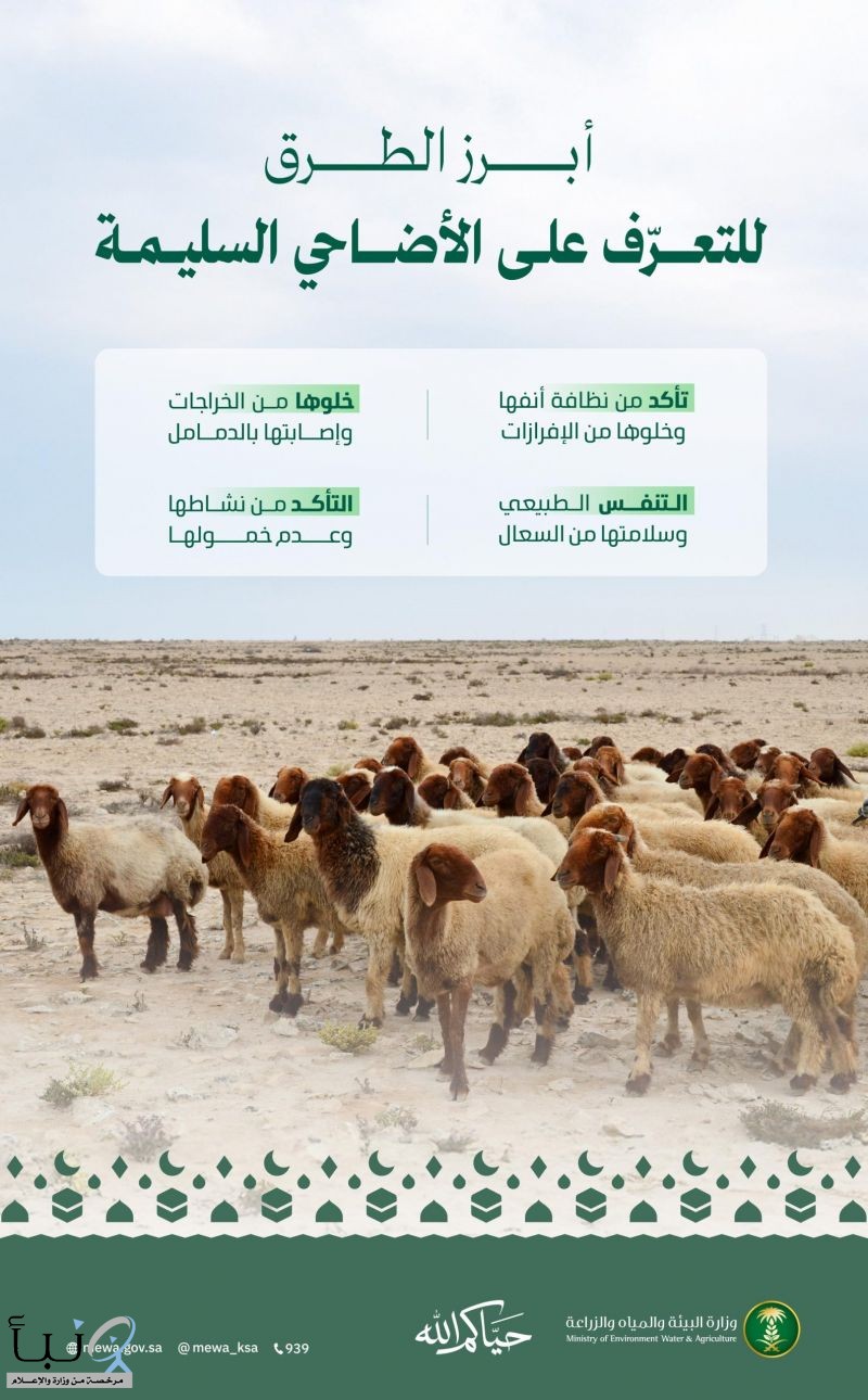 وزارة البيئة تؤكد أهمية الالتزام بالإرشادات البيطرية لاختيار الأضاحي خلال موسم الحج