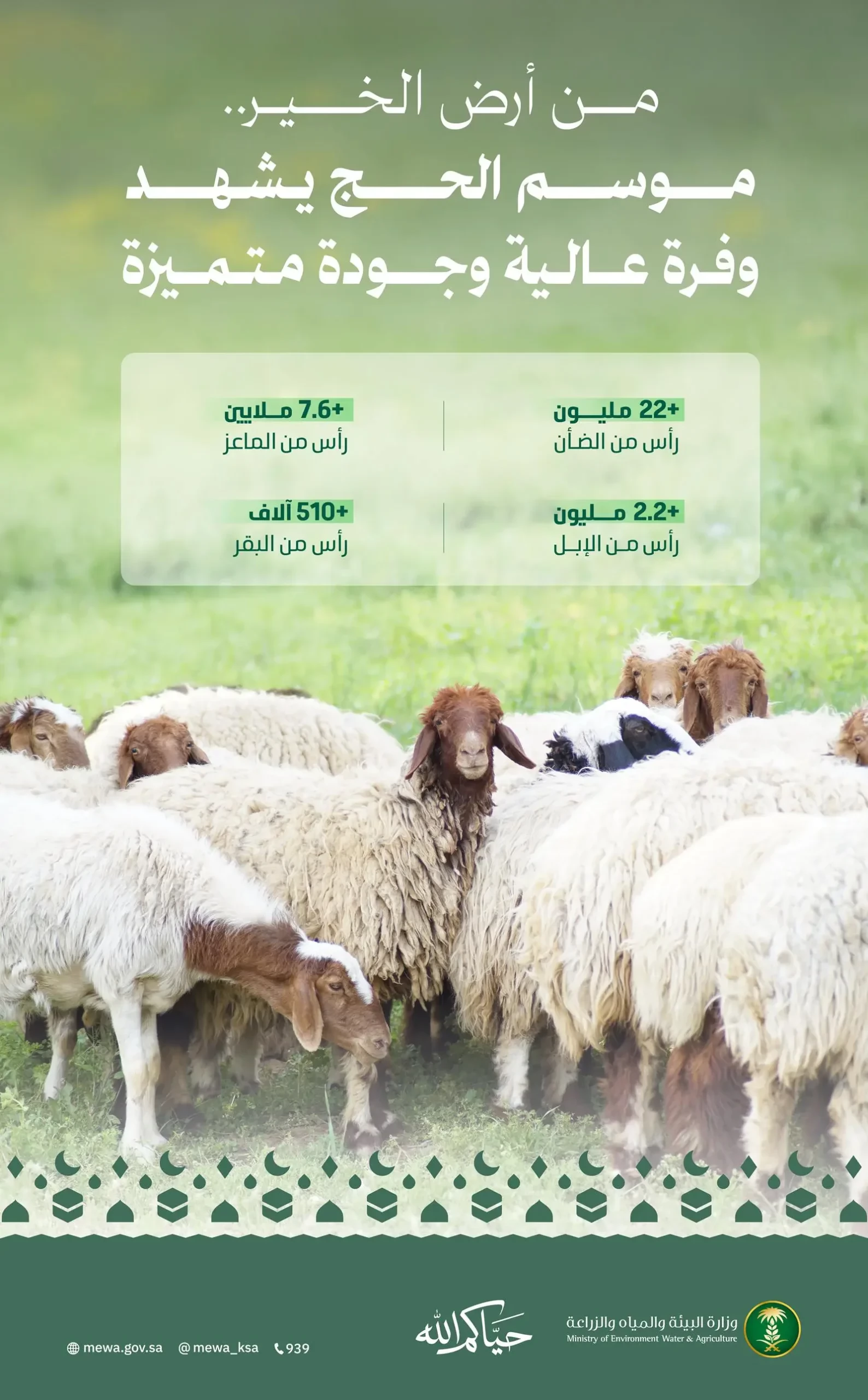 “البيئة” تؤكد وفرة الأضاحي واستعداد الأسواق لخدمة حجاج بيت الله الحرام