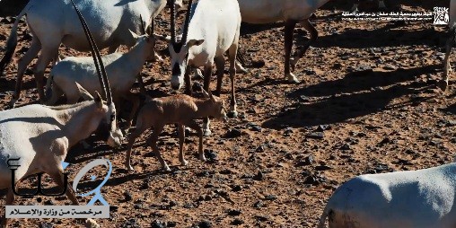 بعد غياب تجاوز 90 عامًا.. محمية الملك سلمان تُعيد المها العربي إلى بيئته الطبيعية