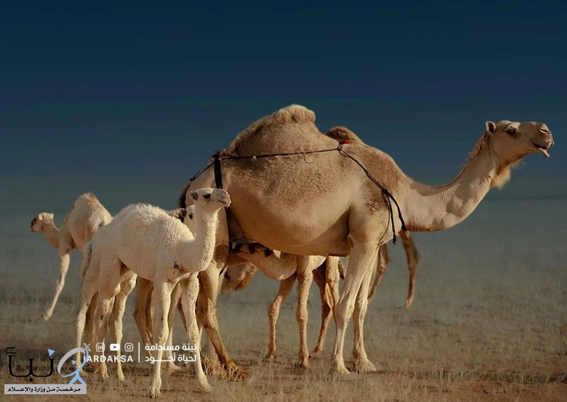 رصد 257 مخالفة للرعي ودخول المركبات في محمية الإمام عبدالعزيز بن محمد الملكية رصد 257 مخالفة للرعي ودخول المركبات في محمية الإمام عبدالعزيز بن محمد الملكية