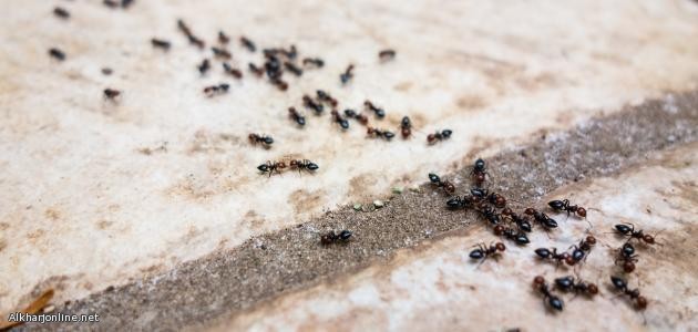طريقة سحرية لطرد #النمل من المنزل بدون مبيدات حشرية